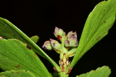 Phyllocladus aspleniifolius
