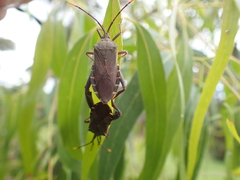 Amorbini