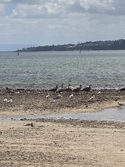 Cereopsis novaehollandiae