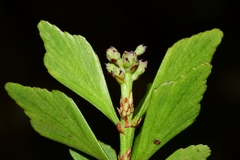 Phyllocladus aspleniifolius