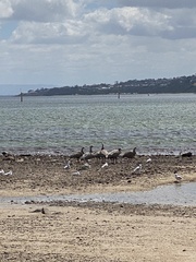 Cereopsis novaehollandiae