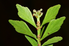 Phyllocladus aspleniifolius