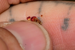 Phyllocladus aspleniifolius