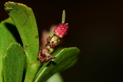 Phyllocladus aspleniifolius