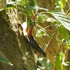 Sphenomorphus maculatus