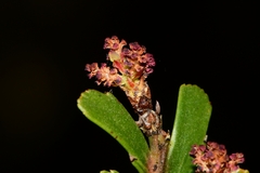 Phyllocladus aspleniifolius