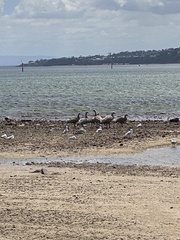 Cereopsis novaehollandiae