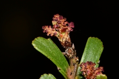 Phyllocladus aspleniifolius