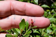 Phyllocladus aspleniifolius
