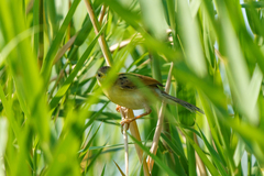 Cisticola