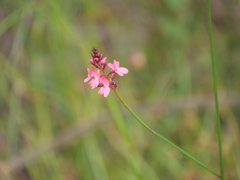 Stylidium squamosotuberosum