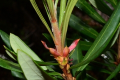 Telopea truncata