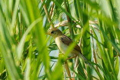 Cisticola