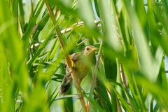 Cisticola