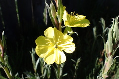Oenothera odorata