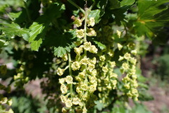 Ribes magellanicum