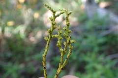 Misodendrum punctulatum