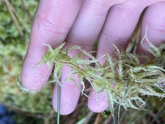 Sphagnum