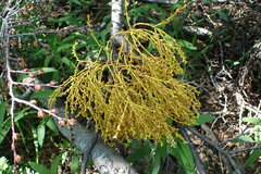 Misodendrum punctulatum