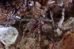 Tomopisthes horrendus