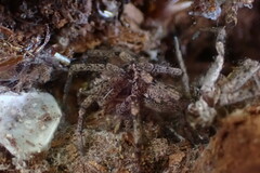 Tomopisthes horrendus