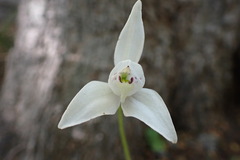 Codonorchis lessonii
