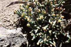 Ephedra frustillata
