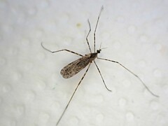 Amphineurus hudsoni