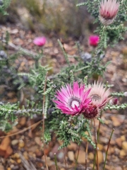 Phaenocoma prolifera