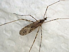 Amphineurus hudsoni