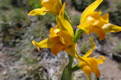 Chloraea