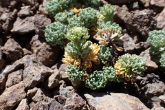 Moschopsis caleofuensis