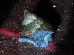 Calliostoma tricolor