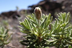 Chiliotrichum diffusum