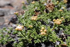 Azorella microphylla