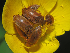 Byturus ochraceus