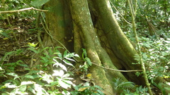Brosimum alicastrum