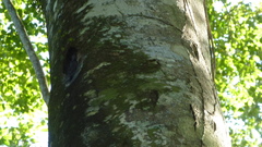 Brosimum alicastrum