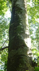 Brosimum alicastrum