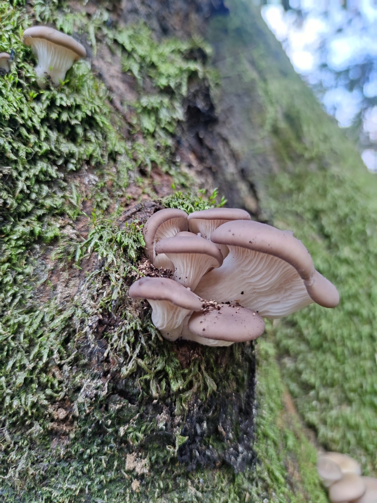 Pleurotus ostreatus · December 2022 · photo: © wangshi8232 (iNaturalist, cc-by-nc)