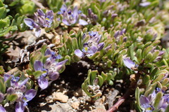 Polygala salasiana