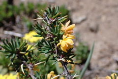 Berberis empetrifolia