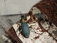 Carabus jankowskii