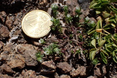 Arenaria serpens
