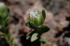 Arenaria serpens