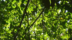 Brosimum alicastrum