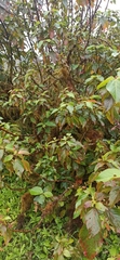 Acalypha pendula