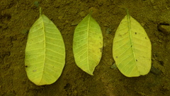 Brosimum alicastrum