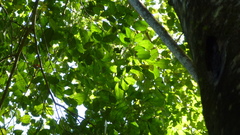 Brosimum alicastrum