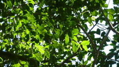 Brosimum alicastrum